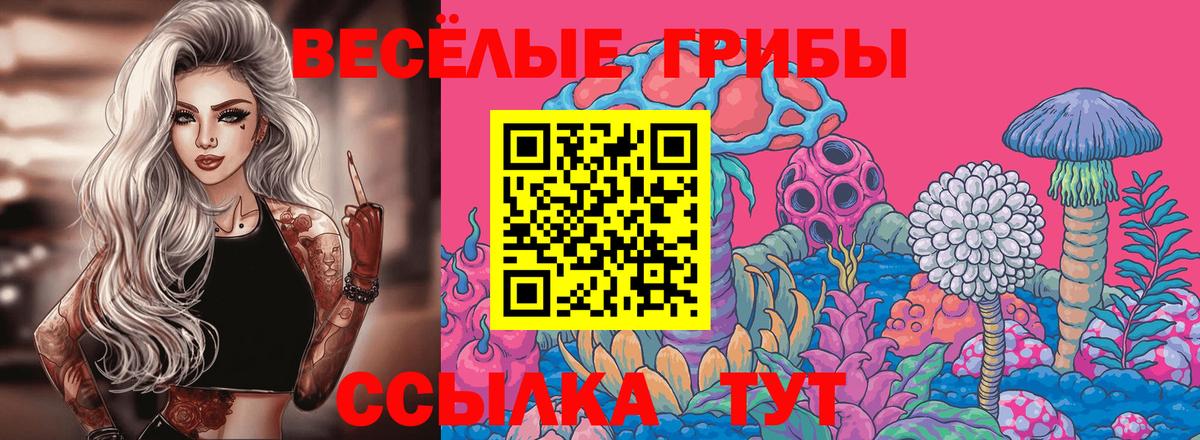 Галлюциногенные грибы Psilocybe Алейск